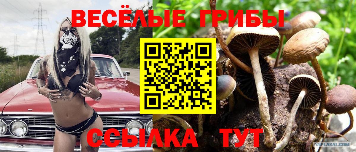 Пенза  наркота  Вход с VPN  Псилоцибиновые грибы Cubensis 